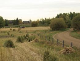 a field of ripe grain cut and stacked in sheaves with a vintage tractor and traditional home in the background